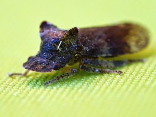 Ledra aurita